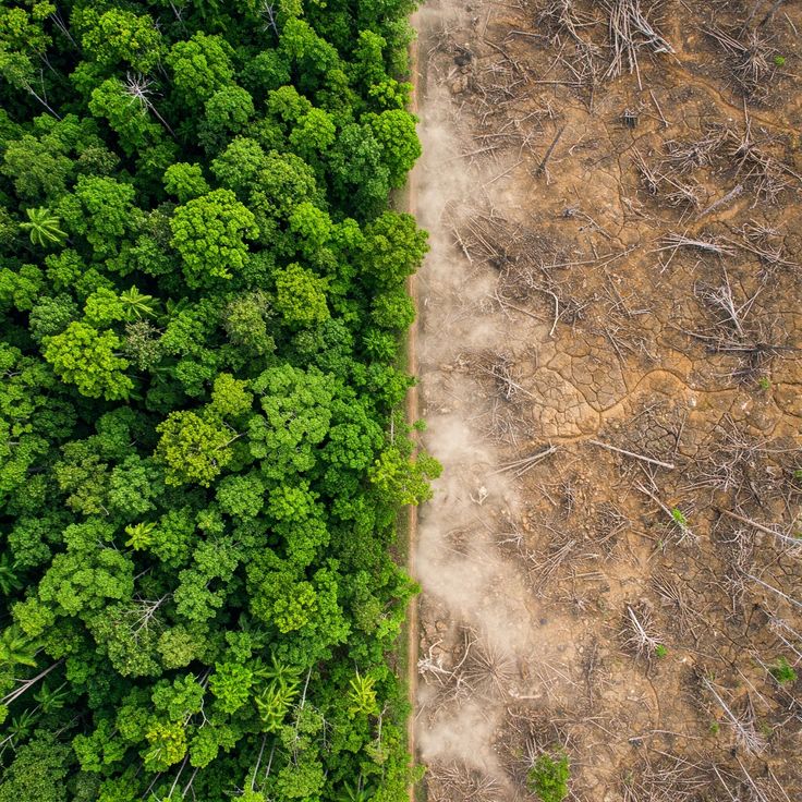 تخریب جنگل ها