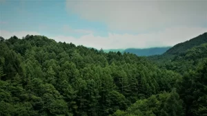 گیاه خواری و تاثیر آن بر محیط زیست